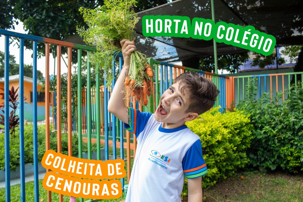 Colheita de Cenouras 2